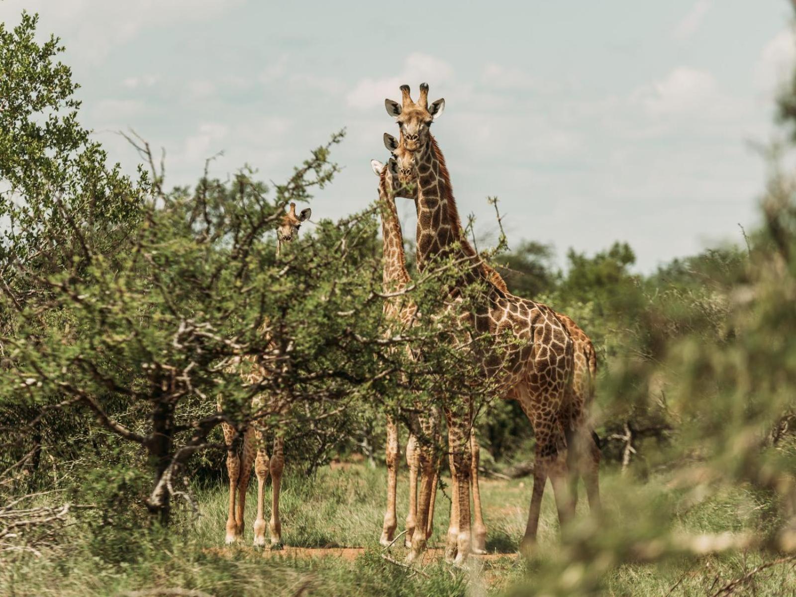 Maroelani Lodge- Greater Kruger Private Reserve Hoedspruit Exteriér fotografie