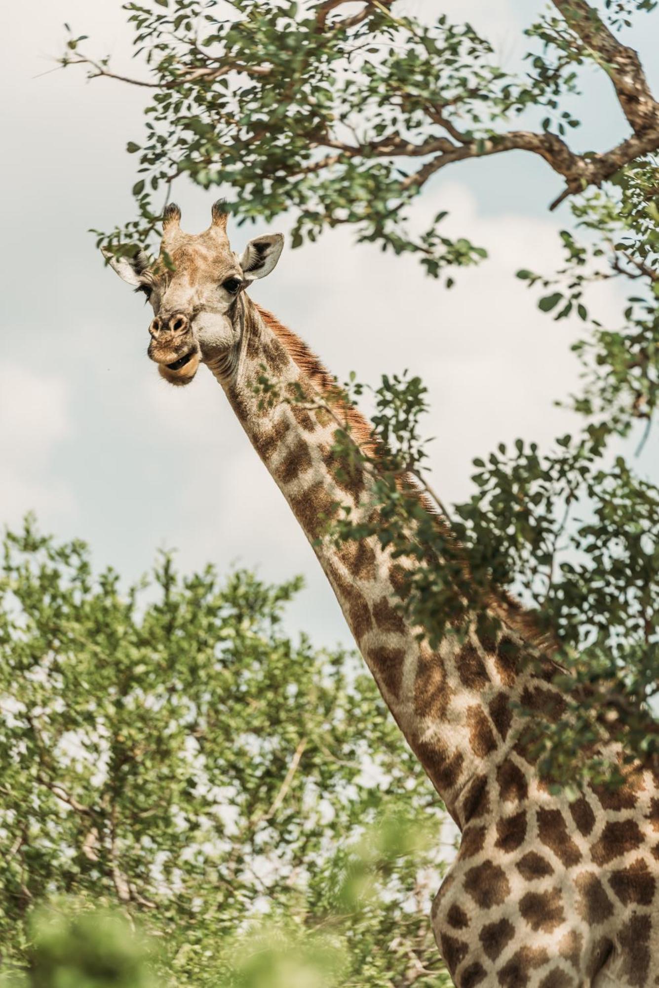 Maroelani Lodge- Greater Kruger Private Reserve Hoedspruit Exteriér fotografie