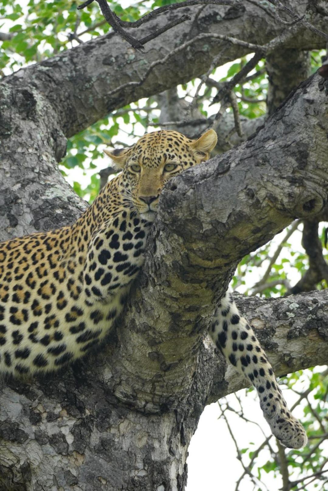 Maroelani Lodge- Greater Kruger Private Reserve Hoedspruit Exteriér fotografie