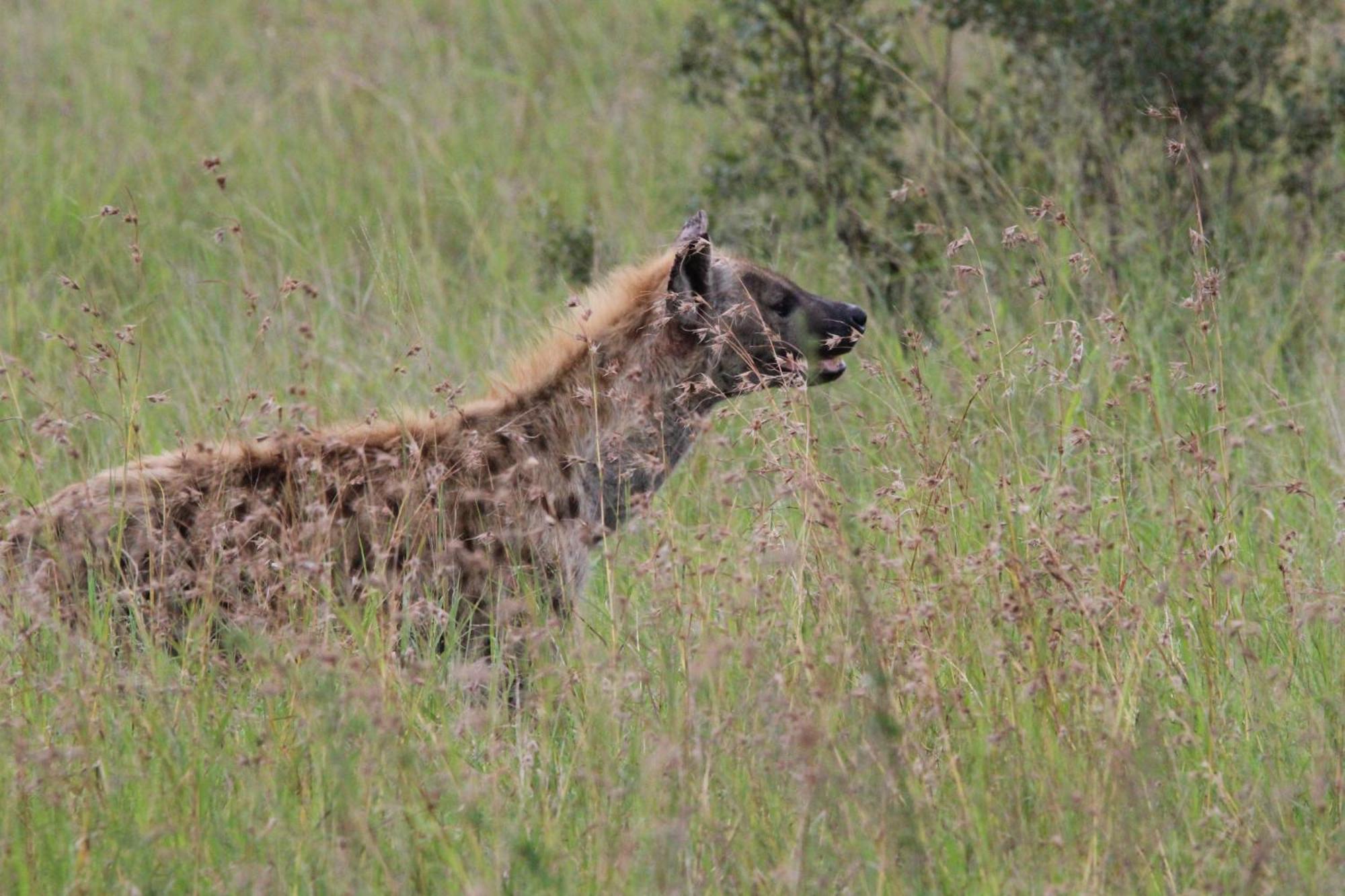 Maroelani Lodge- Greater Kruger Private Reserve Hoedspruit Exteriér fotografie